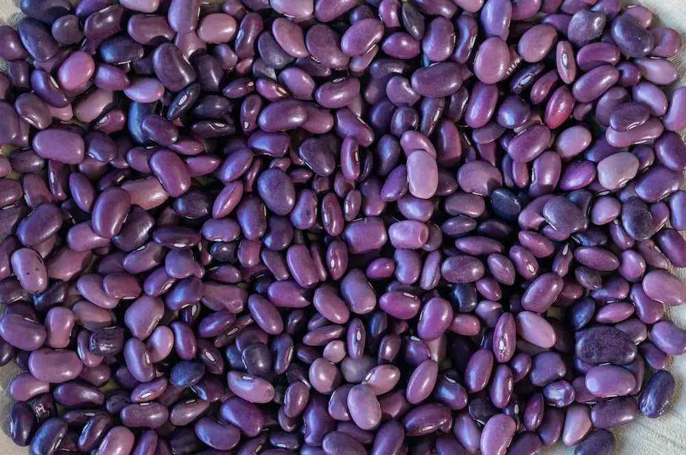 Rancho Gordo Ayocote Morado Beans 12044275
