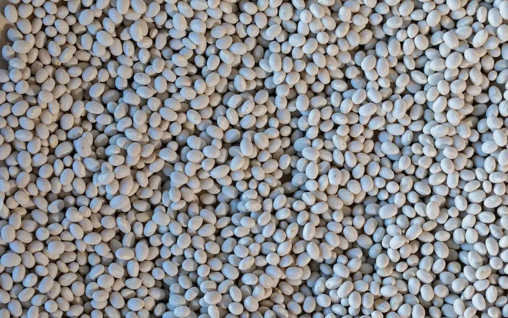 Rancho Gordo Alubia Blanca Beans Beans 12042833