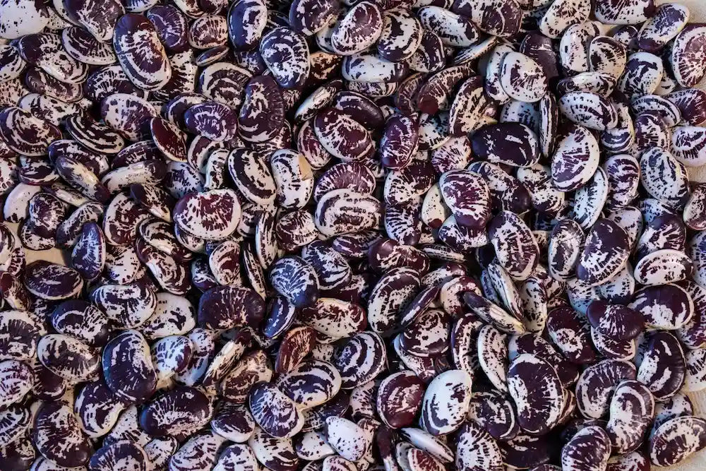 Rancho Gordo Christmas Lima Beans Beans 12044277