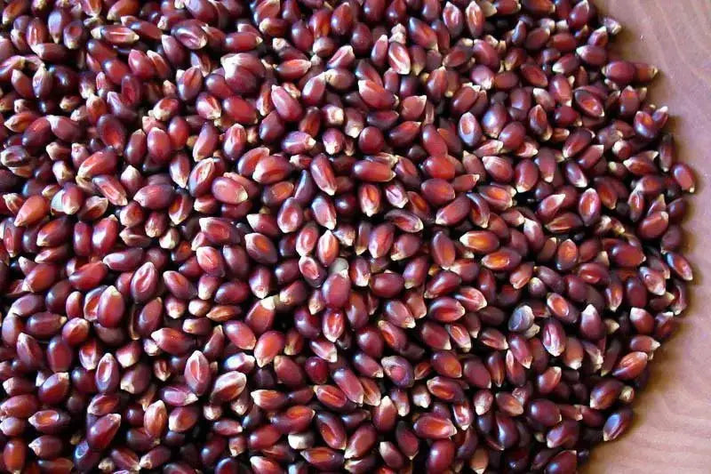 Rancho Gordo Crimson Popping Corn Popcorn 12044286