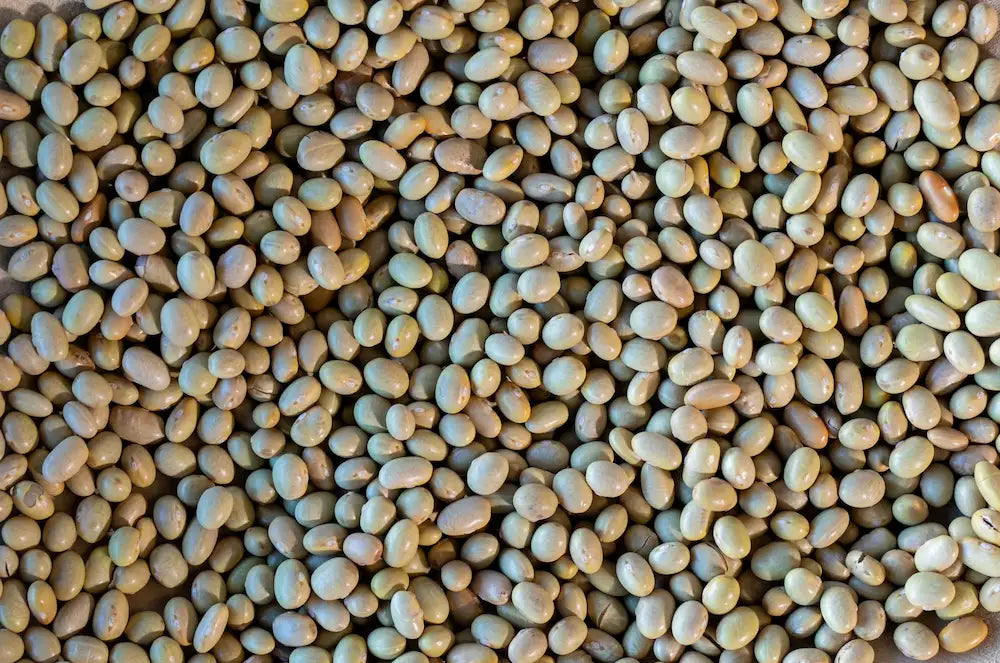 Rancho Gordo Mayocoba Beans Beans 12042837