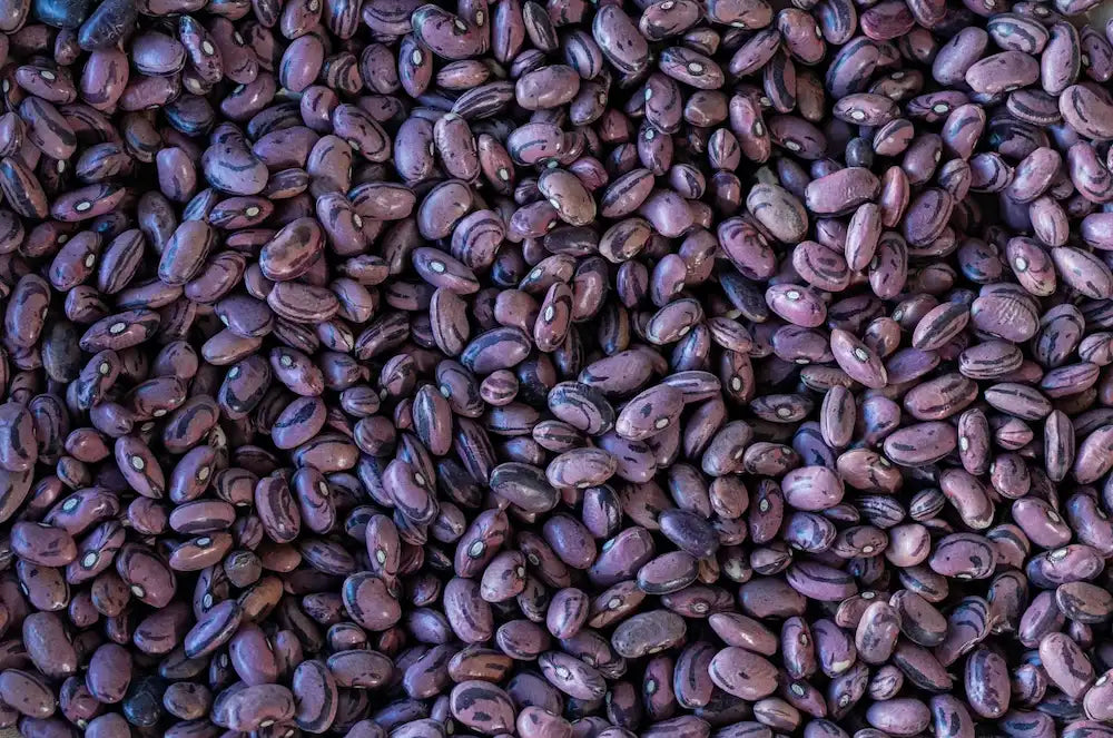 Rancho Gordo Rio Zape Beans Beans 12044281