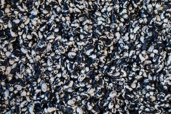 Rancho Gordo Vaquero Beans Beans 12042841